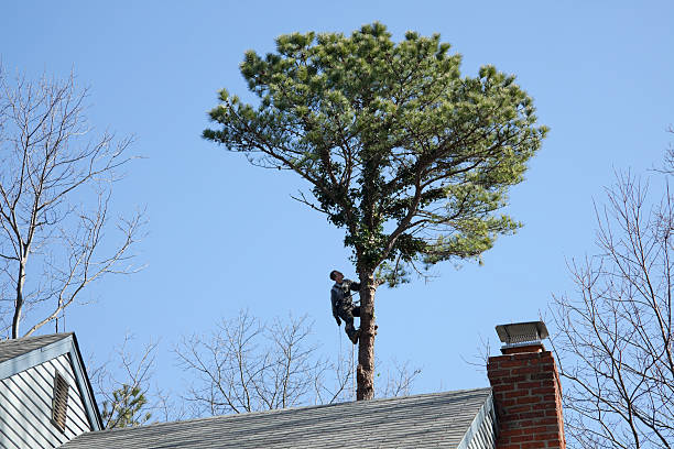 Mulching Services in Sylva, NC